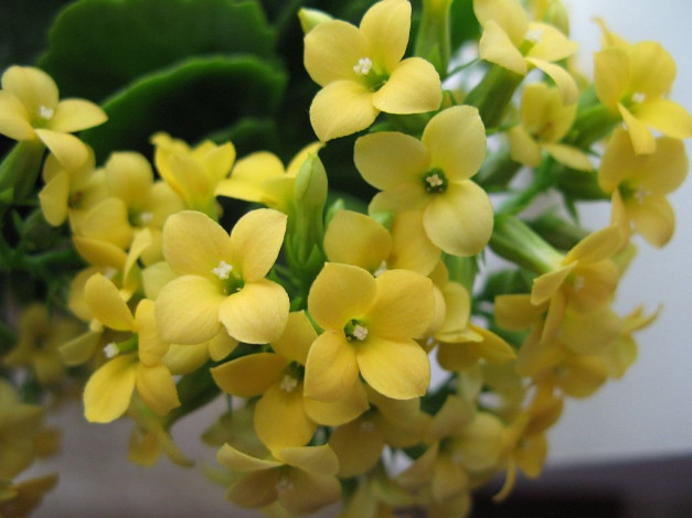 Обои картинки фото цветы, каланхоэ