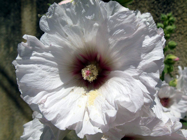 Обои картинки фото цветы, мальвы