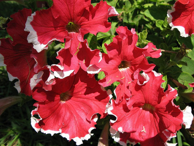 Обои картинки фото цветы, петунии, калибрахоа