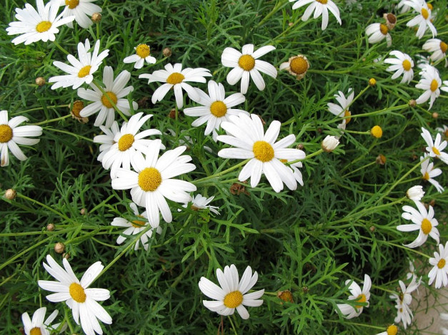 Обои картинки фото цветы, ромашки