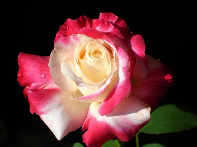 Обои картинки фото цветы, розы