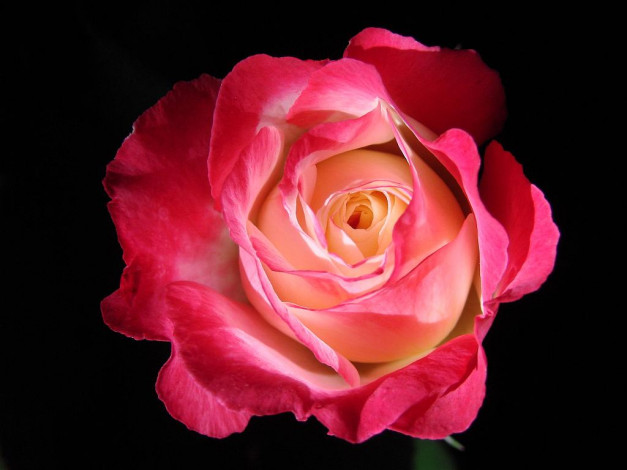 Обои картинки фото цветы, розы