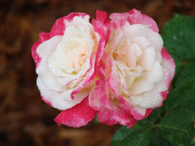 Обои картинки фото цветы, розы