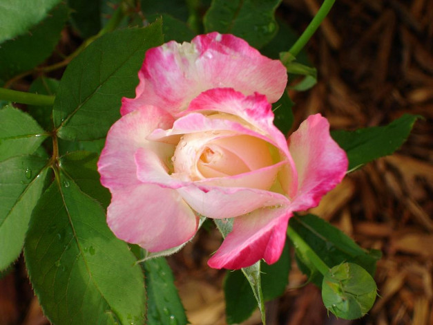 Обои картинки фото цветы, розы