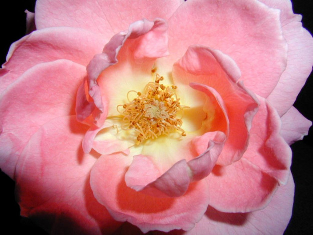 Обои картинки фото цветы, розы