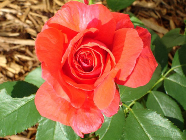 Обои картинки фото цветы, розы