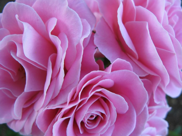 Обои картинки фото цветы, розы