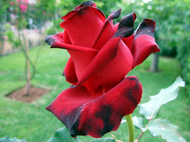 Обои картинки фото цветы, розы