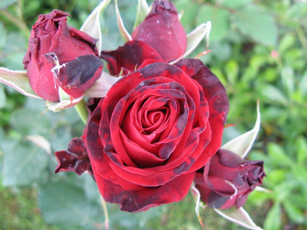 Обои картинки фото цветы, розы