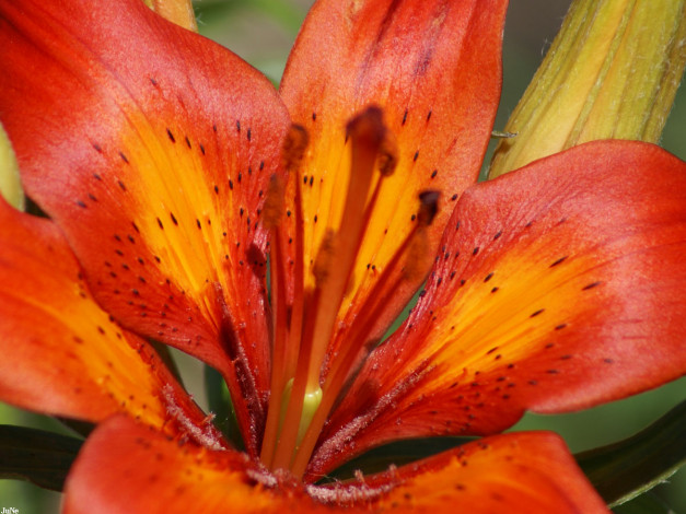 Обои картинки фото лилия, цветы, лилии, лилейники