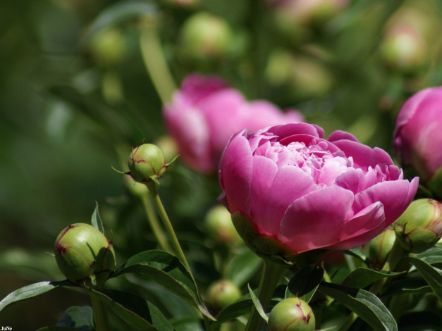 Обои картинки фото пион, цветы, пионы