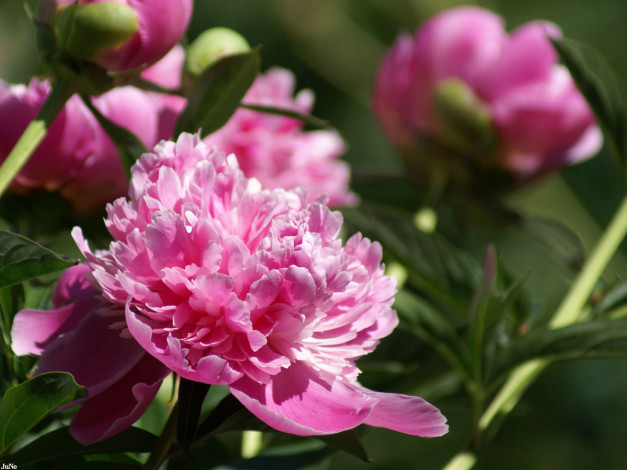 Обои картинки фото пион, цветы, пионы