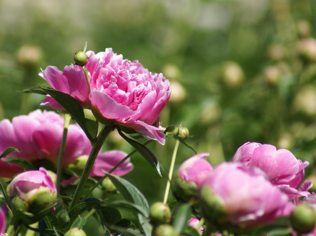 Обои картинки фото пион, цветы, пионы