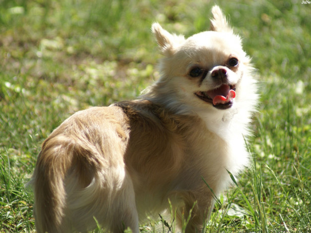 Обои картинки фото собачка, животные, собаки