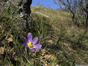 Картинка цветы анемоны адонисы