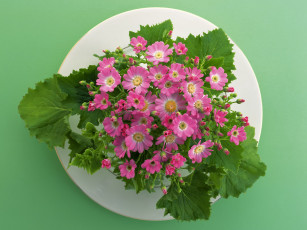 Картинка цветы цинерария