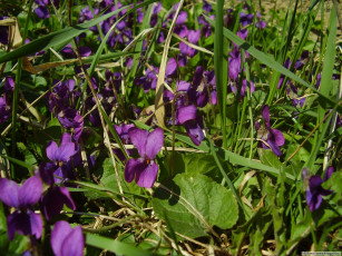 Картинка цветы фиалки