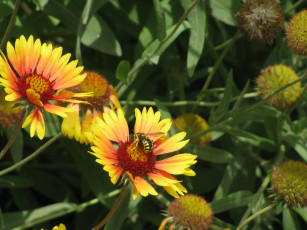 Картинка цветы гайлардии гелениумы