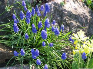 Картинка цветы гиацинты