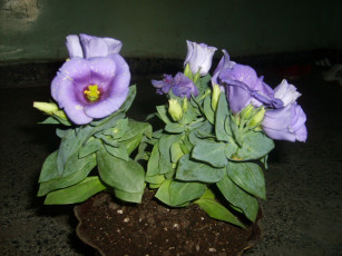 Картинка цветы горечавки