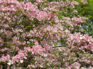 Картинка цветы кизил