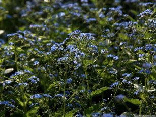 Картинка цветы незабудки