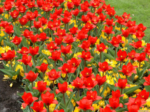 Картинка цветы разные вместе