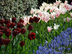 Картинка цветы разные вместе