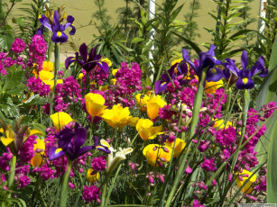 Картинка цветы разные вместе