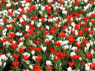 Картинка цветы разные вместе