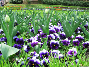 Картинка цветы разные вместе