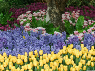 Картинка цветы разные вместе