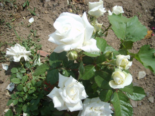 Картинка цветы розы