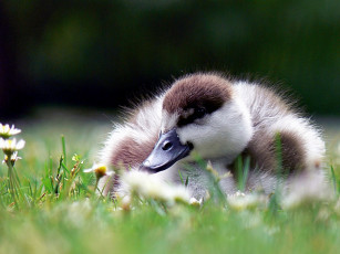 Картинка животные гуси