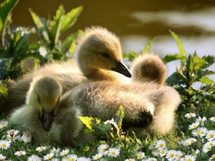 Картинка животные гуси