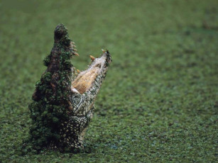 Картинка животные крокодилы