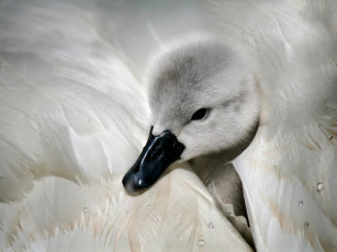 Картинка животные лебеди