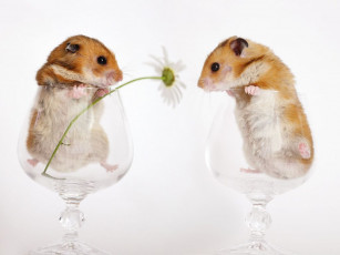 Картинка животные морские свинки хомяки