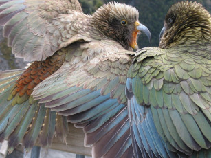 Картинка животные попугаи