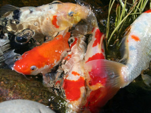 Картинка животные рыбы