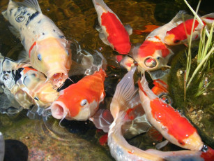 Картинка животные рыбы