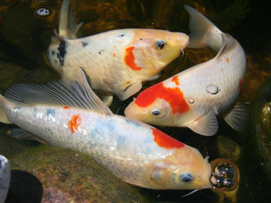 Картинка животные рыбы