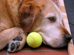 Картинка животные собаки