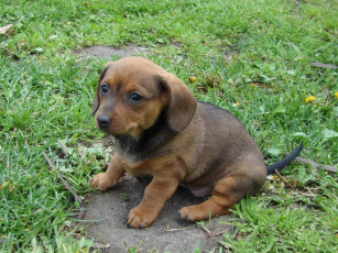 Картинка животные собаки