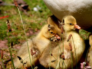 Картинка животные утки