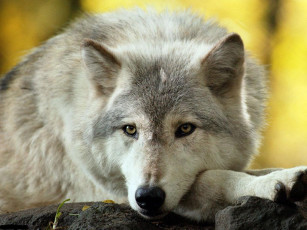 Картинка животные волки