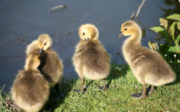 Картинка животные гуси