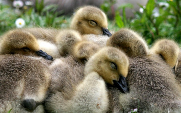 Картинка животные гуси