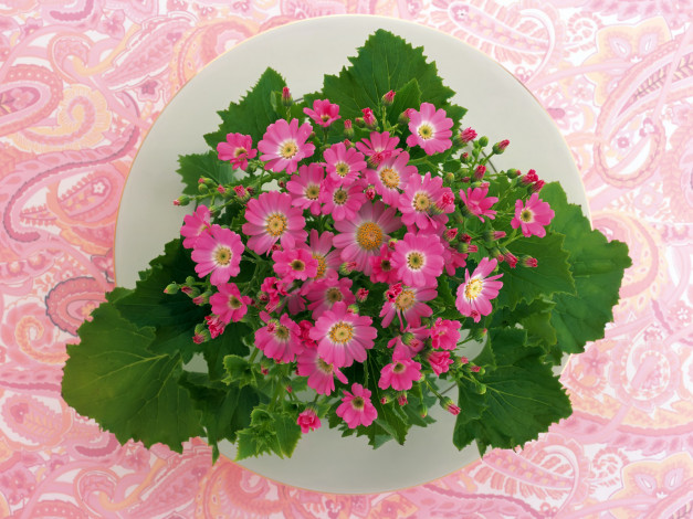 Обои картинки фото цветы, цинерария