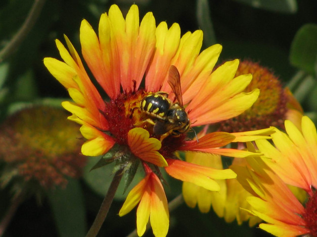 Обои картинки фото цветы, гайлардии, гелениумы